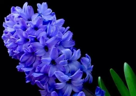 风信子花语的含义与传说（解读风信子的神秘符号与寓意）