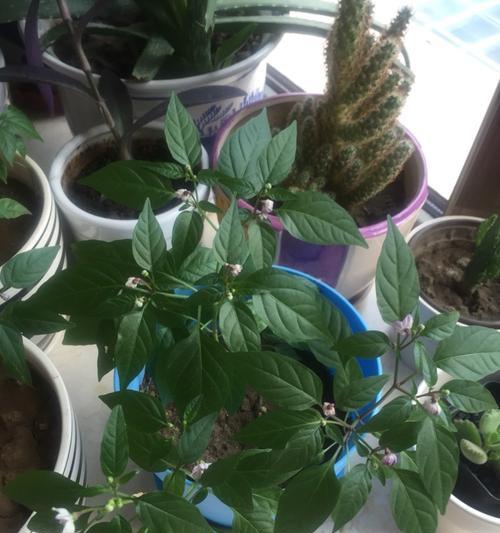 五彩椒种子直接种植的注意事项（直接种植五彩椒种子的技巧与注意事项）