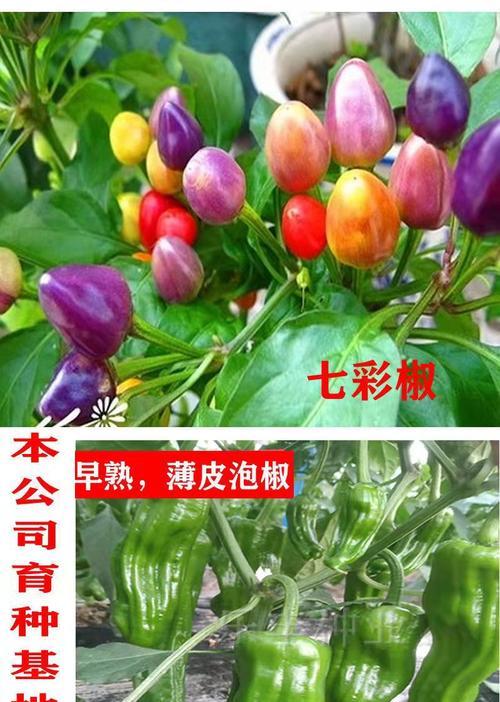 五彩椒种子直接种植的注意事项（直接种植五彩椒种子的技巧与注意事项）
