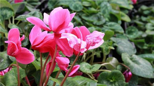 以仙客来花语和寓意(用花语描绘热情好客与性格内向的特质) 以仙客来花语和寓意(用花语描绘热情好客与性格内向的特质)