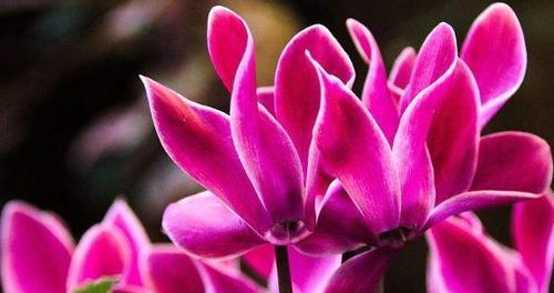 以仙客来花语和寓意(用花语描绘热情好客与性格内向的特质) 以仙客来花语和寓意(用花语描绘热情好客与性格内向的特质)