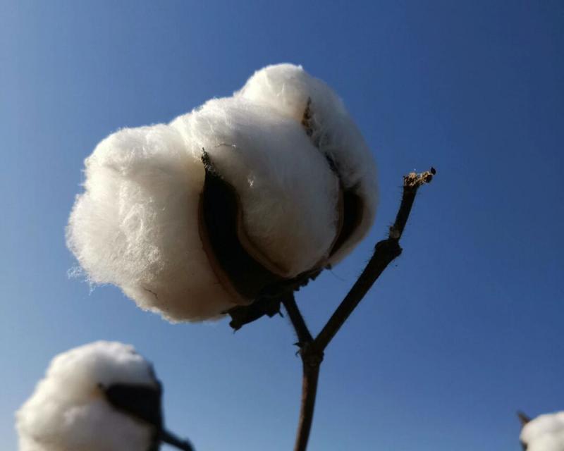 棉花的花语（探索棉花在不同文化中的象征意义）