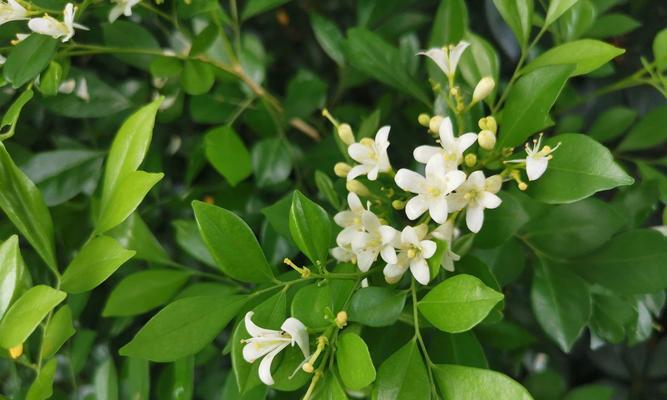 九里香开花时间及其特点（探秘九里香开花的神秘时刻）