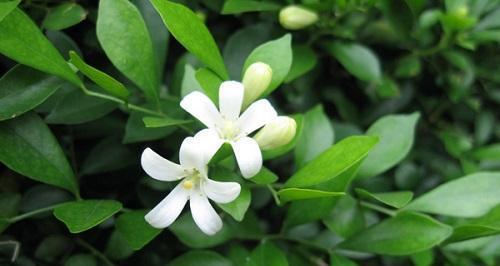 九里香开花时间及其特点（探秘九里香开花的神秘时刻）