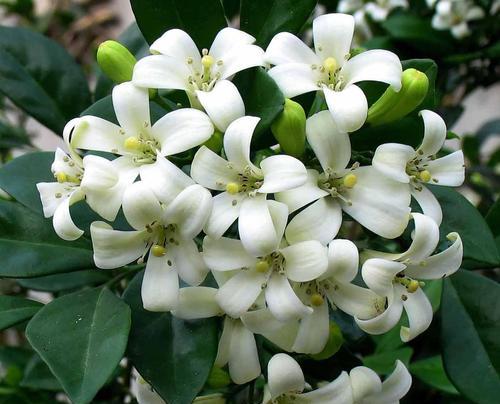 九里香开花时间及其特点（探秘九里香开花的神秘时刻）
