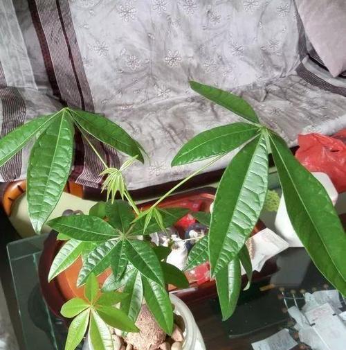 发财树花土配制方法(打造肥沃土) 发财树花土配制方法(打造肥沃土)