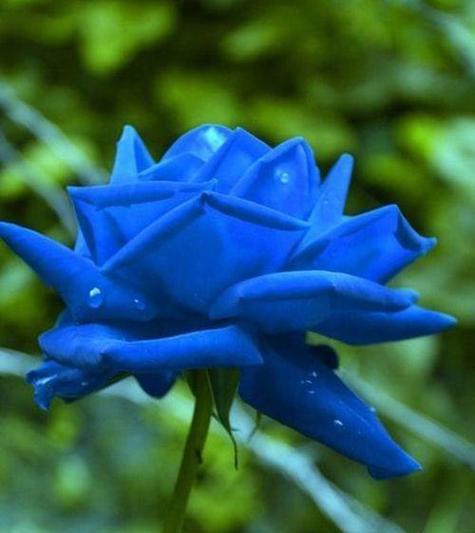 蓝色妖姬的花语（探寻蓝色妖姬的神秘花语）