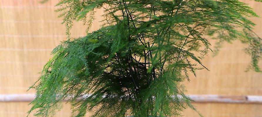 如何合适地播种文竹（了解文竹的生长环境与需求）
