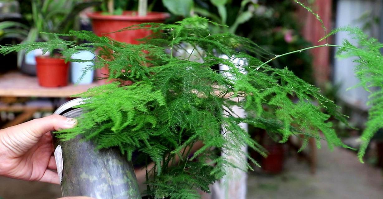 如何合适地播种文竹（了解文竹的生长环境与需求）