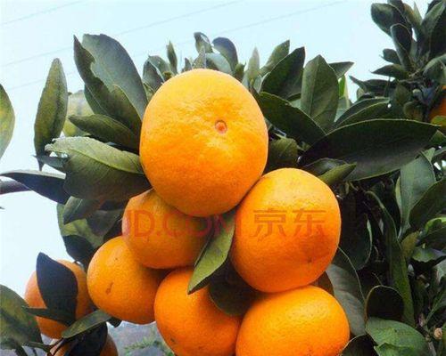 蜜桔几年结果实状况详解（解密蜜桔果树不同年份的结果实情况）