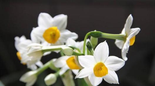水仙花的花语与意义（探索水仙花的内涵与象征）
