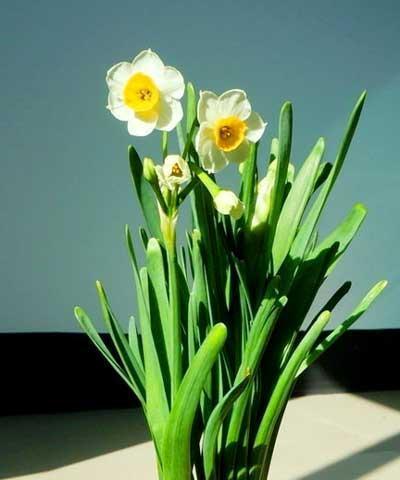 水仙花的花语与意义（探索水仙花的内涵与象征）