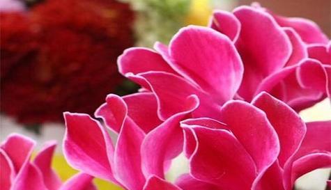 花语与象征（用花语传达情感和象征意义）