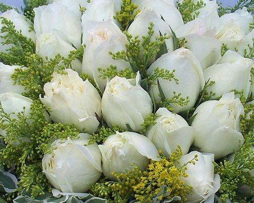 白色玫瑰花的象征意义（探索美丽的白色玫瑰花）