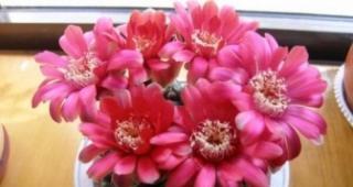 仙人掌花语（寓意深远的仙人掌花）