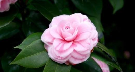 茶花的花语及代表意义(用花语传递情感) 茶花的花语及代表意义(用花语传递情感)