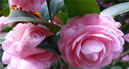 茶花的花语及代表意义（用花语传递情感）