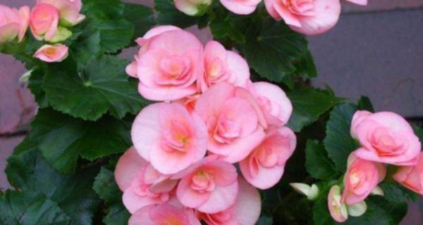 友谊之花，以花代表情谊（探索不同花朵背后的友谊意义）