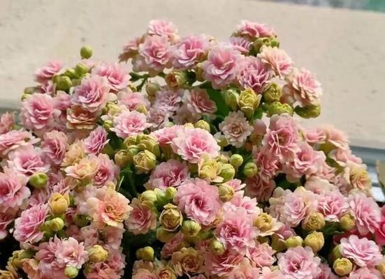 友谊之花，以花代表情谊（探索不同花朵背后的友谊意义）