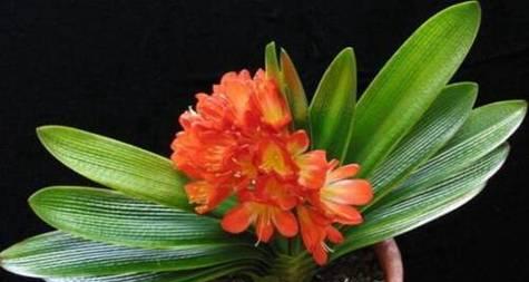 友谊之花，以花代表情谊（探索不同花朵背后的友谊意义）
