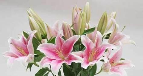 百合花语（探寻百合花语的深层意义与文化内涵）