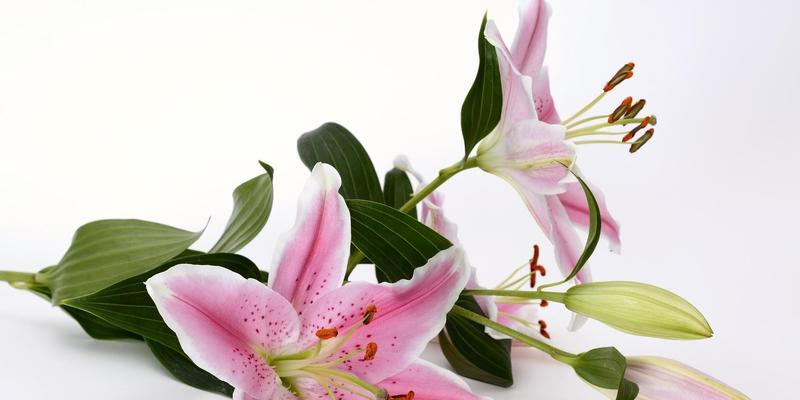 百合花语(探寻百合花语的深层意义与文化内涵) 百合花语(探寻百合花语的深层意义与文化内涵)