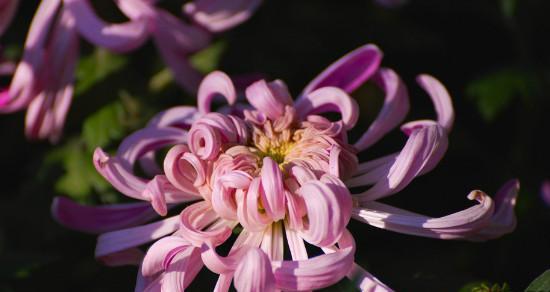 菊花花语-传递美好寓意的花朵(探索菊花的花语) 菊花花语-传递美好寓意的花朵(探索菊花的花语)
