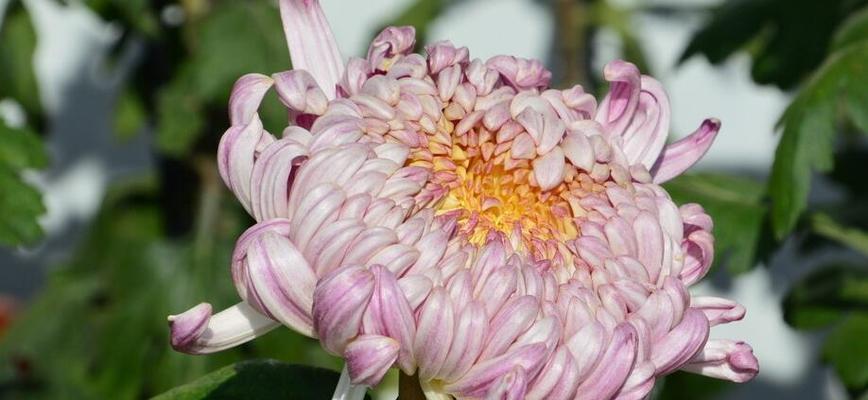 菊花的象征意义与美丽传承(深入探究菊花的文化内涵及其在不同领域的象征作用) 菊花的象征意义与美丽传承(深入探究菊花的文化内涵及其在不同领域的象征作用)