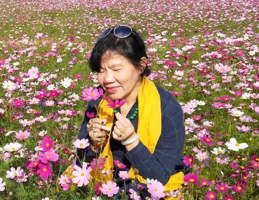 波斯菊的花语与美好寓意(传递生命力的花海) 波斯菊的花语与美好寓意(传递生命力的花海)