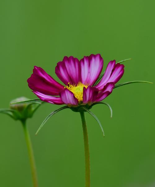 波斯菊的花语与美好寓意(传递生命力的花海) 波斯菊的花语与美好寓意(传递生命力的花海)
