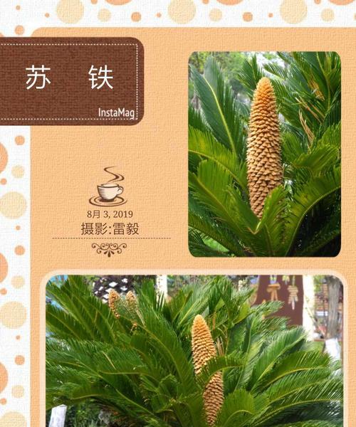 铁树花开，寓意坚韧不拔（探寻铁树开花的花语之谜）