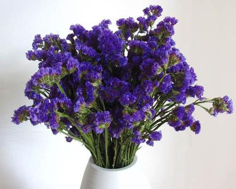 勿忘我花语与寓意(一朵小花的大爱与回忆) 勿忘我花语与寓意(一朵小花的大爱与回忆)