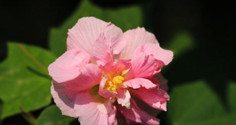 芙蓉花的花语（探寻芙蓉花的象征意义与神秘魅力）