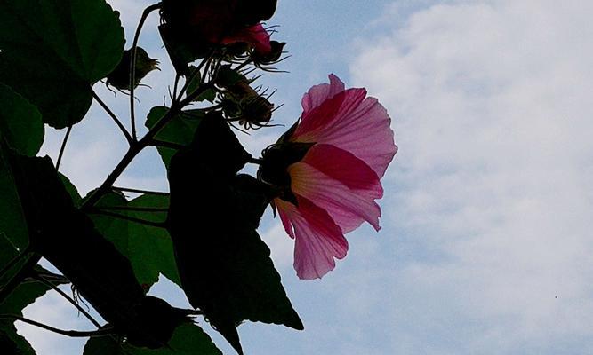 芙蓉花的花语（探寻芙蓉花的象征意义与神秘魅力）