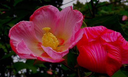 芙蓉花的花语（探寻芙蓉花的象征意义与神秘魅力）