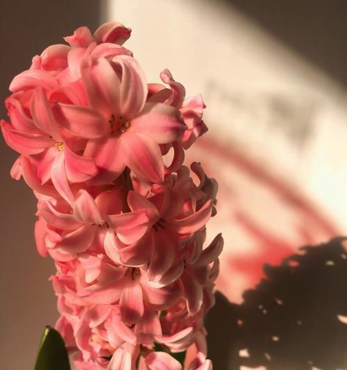 红风信子花语的含义与传说（探索红风信子花朵的神秘之美）