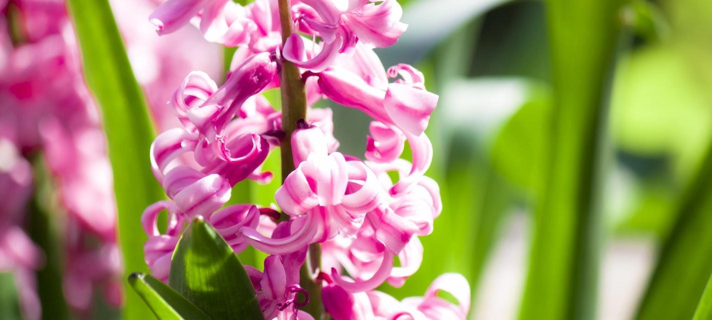 红风信子花语的含义与传说（探索红风信子花朵的神秘之美）