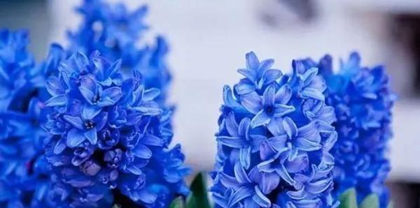 风信子花语与生活的启示（春天的使者）