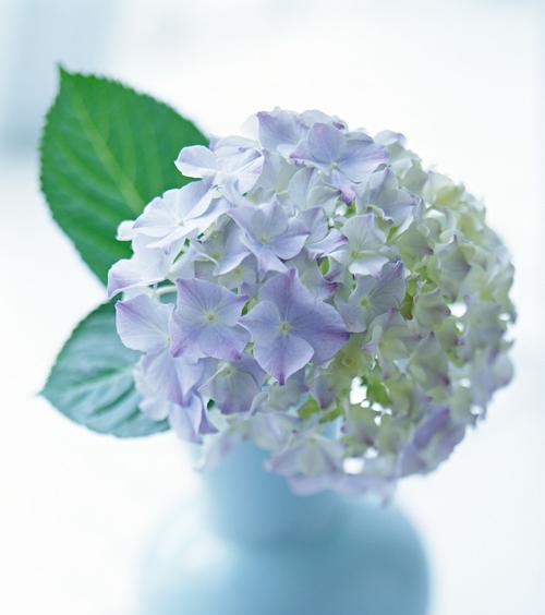 风信子花语与生活的启示（春天的使者）
