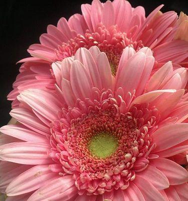非洲菊花语（以花言巧语传递心意的艺术）