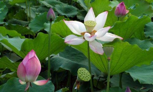 荷花花语的深意——探秘花瓣背后的情感世界（荷花的花语及其象征意义）