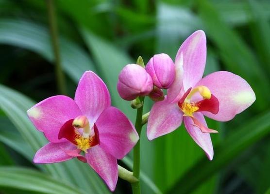 木兰花——坚韧不拔的坚持（以木兰花花语是什么）