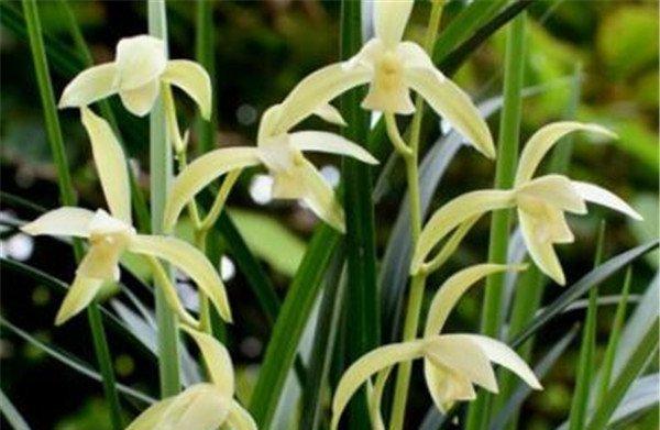 木兰花——坚韧不拔的坚持（以木兰花花语是什么）
