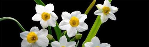 水仙花语与其象征意义（揭秘水仙花的神秘力量与美丽寓意）