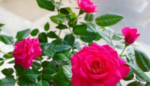玫瑰花的象征意义与文化传承(玫瑰花——爱情) 玫瑰花的象征意义与文化传承(玫瑰花——爱情)