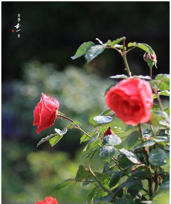 月季花花语（恋人之间的誓言与祝福）