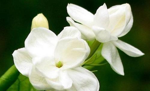 栀子花（诗意绽放）