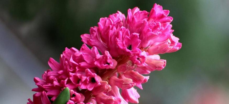 红色风信子的花语之美（探寻红色风信子花语的深意）