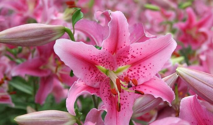 百合花的花语与寓意(揭示百合花所代表的纯洁)