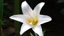 百合花的花语与寓意（揭示百合花所代表的纯洁）